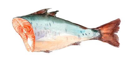 Zeichnung Lachs